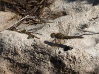 maudoc.com • Frecciarossa - Crocothemis erythraea •  IMG_7083.jpg : Libellula