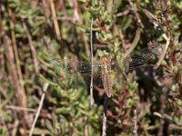 maudoc.com • Frecciarossa - Crocothemis erythraea •  IMG_7085.jpg : Libellula