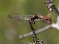 maudoc.com • Frecciarossa - Crocothemis erythraea •  IMG_7178.jpg : Libellula