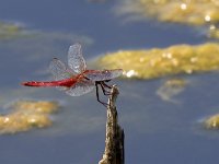 maudoc.com • Frecciarossa - Crocothemis erythraea •  IMG_7384.jpg   Frecciarossa - Crocothemis erythraea : Libellula