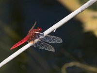 maudoc.com • Frecciarossa - Crocothemis erythraea •  IMG_7833.jpg : Libellula