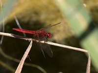 maudoc.com • Frecciarossa - Crocothemis erythraea •  IMG_7850.jpg : Libellula