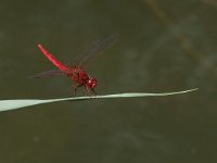 maudoc.com • Frecciarossa - Crocothemis erythraea •  IMG_8003.jpg : Libellula