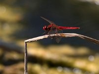 maudoc.com • Frecciarossa - Crocothemis erythraea •  IMG_8022.jpg : Libellula