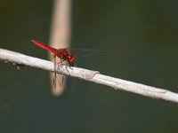 maudoc.com • Frecciarossa - Crocothemis erythraea •  IMG_8033.jpg : Libellula