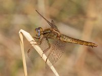 maudoc.com • Frecciarossa - Crocothemis erythraea •  IMG_8074.jpg : Libellula