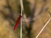 maudoc.com • Frecciarossa - Crocothemis erythraea •  IMG_8085.jpg : Libellula