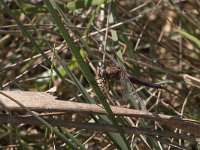 maudoc.com • Frecciarossa - Crocothemis erythraea •  IMG_8164.jpg : Libellula