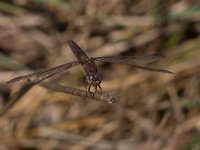 maudoc.com • Frecciarossa - Crocothemis erythraea •  IMG_8168.jpg : Libellula