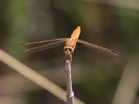 maudoc.com • Frecciarossa - Crocothemis erythraea •  IMG_8400.jpg : Libellula