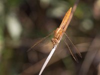 maudoc.com • Frecciarossa - Crocothemis erythraea •  IMG_8417.jpg : Libellula