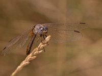 maudoc.com • Frecciarossa - Crocothemis erythraea •  IMG_8427.jpg : Libellula