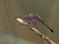 maudoc.com • Frecciarossa - Crocothemis erythraea •  IMG_8432.jpg : Libellula