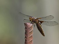 maudoc.com • Libellula panciapiatta - Libellula depressa •  IMG_3794.jpg : Libellula