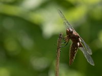 maudoc.com • Libellula panciapiatta - Libellula depressa •  IMG_4737.jpg : Libellula