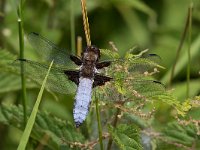 maudoc.com • Libellula panciapiatta - Libellula depressa •  IMG_6294.jpg : Libellula