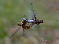 maudoc.com • Libellula panciapiatta - Libellula depressa •  IMG_6333.jpg : Libellula