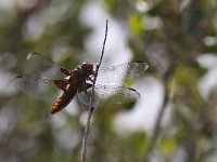 maudoc.com • Libellula panciapiatta - Libellula depressa •  IMG_6906.jpg : Libellula