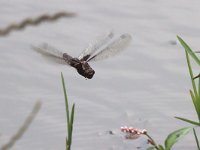 maudoc.com • Libellula panciapiatta - Libellula depressa •  IMG_7262.jpg : Libellula