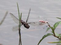 maudoc.com • Libellula panciapiatta - Libellula depressa •  IMG_7263.jpg : Libellula