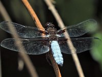 maudoc.com • Libellula panciapiatta - Libellula depressa •  IMG_8720.jpg : Libellula