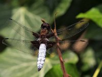 maudoc.com • Libellula panciapiatta - Libellula depressa •  IMG_8727.jpg : Libellula