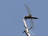 maudoc.com • Libellula frontenera - Libellula fulva •  IMG_6219.jpg : Libellula