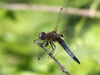 maudoc.com • Libellula frontenera - Libellula fulva •  IMG_6309.jpg : Libellula