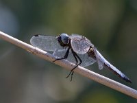 maudoc.com • Libellula frontenera - Libellula fulva •  IMG_8272.jpg : Libellula