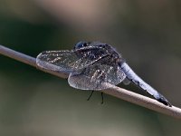 maudoc.com • Libellula frontenera - Libellula fulva •  IMG_8273.jpg : Libellula