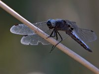 Libellula frontenera - Libellula fulva