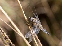 maudoc.com • Libellula quadrimacchiata - Libellula  quadrimaculata •  IMG_1132.jpg : Libellula