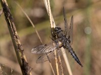 maudoc.com • Libellula quadrimacchiata - Libellula  quadrimaculata •  IMG_1135.jpg : Libellula