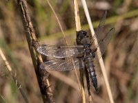 maudoc.com • Libellula quadrimacchiata - Libellula  quadrimaculata •  IMG_1137.jpg : Libellula