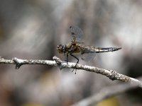 maudoc.com • Libellula quadrimacchiata - Libellula  quadrimaculata •  IMG_2237.jpg : Libellula