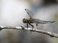 Libellula quadrimacchiata - Libellula  quadrimaculata