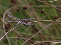 maudoc.com • Libellula quadrimacchiata - Libellula  quadrimaculata •  IMG_6366b.jpg : Libellula