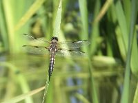 maudoc.com • Libellula quadrimacchiata - Libellula  quadrimaculata •  IMG_7088.jpg : Libellula