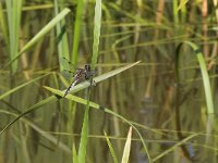 maudoc.com • Libellula quadrimacchiata - Libellula  quadrimaculata •  IMG_8798.jpg : Libellula