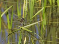 maudoc.com • Libellula quadrimacchiata - Libellula  quadrimaculata •  IMG_8802.jpg : Libellula