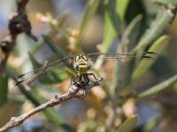 maudoc.com • Gonfo forcipato - Onychogomphus forcipatus •  IMG_8134.jpg : Libellula