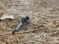 maudoc.com • Frecciazzurra puntabianca - Orthetrum albistylum •  IMG_2070.jpg : Libellula