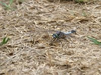 maudoc.com • Frecciazzurra puntabianca - Orthetrum albistylum •  IMG_2073.jpg : Libellula