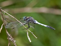 maudoc.com • Frecciazzurra puntabianca - Orthetrum albistylum •  IMG_3706.jpg : Libellula