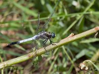 Frecciazzurra puntabianca - Orthetrum albistylum