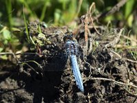 maudoc.com • Frecciazzurra celeste - Orthetrum brunneum •  IMG_0038.jpg : Libellula