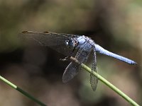 maudoc.com • Frecciazzurra celeste - Orthetrum brunneum •  IMG_0137.jpg : Libellula