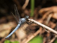 maudoc.com • Frecciazzurra celeste - Orthetrum brunneum •  IMG_8361.jpg : Libellula