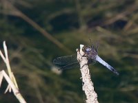 maudoc.com • Frecciazzurra puntanera - Orthetrum cancellatum •  IMG_2126.jpg : Libellula