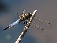 maudoc.com • Frecciazzurra puntanera - Orthetrum cancellatum •  IMG_2220.jpg : Libellula